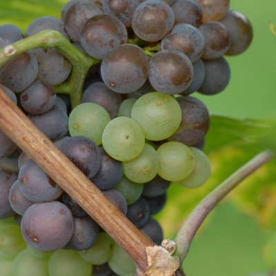 Mutation von Grauburgunder zu Weisburgunder ANT 0932